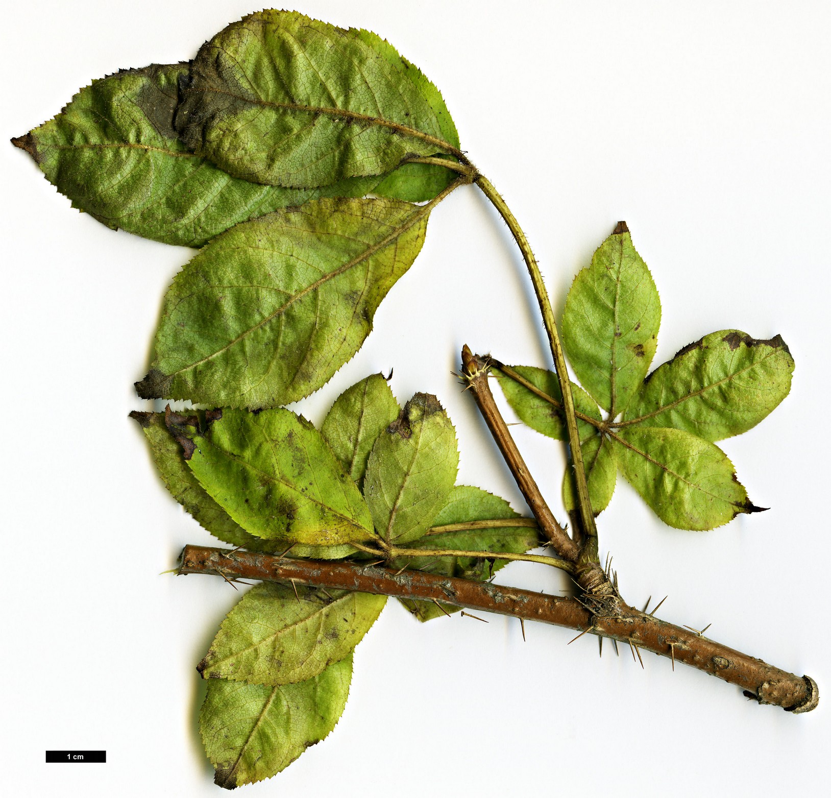 High resolution image: Family: Araliaceae - Genus: Eleutherococcus - Taxon: senticosus